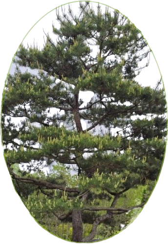 교목이미지2